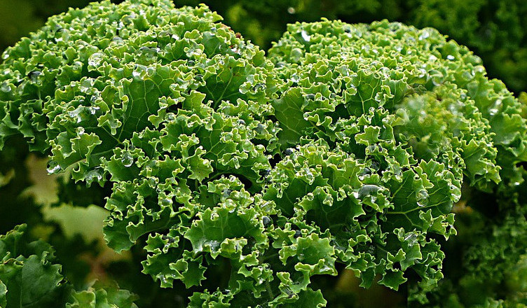proteínas vegetales, kale