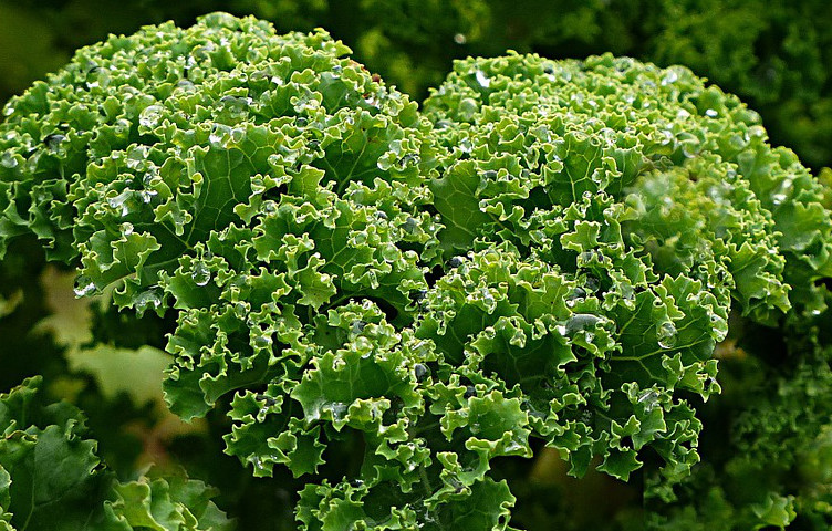 proteínas vegetales, kale